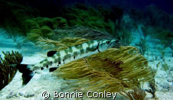 Great Barracuda seen April 2006 at Isla Mujeres.  Notice ... by Bonnie Conley 